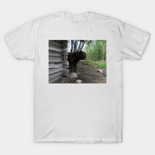 Scottish Highland Cattle Bull 1457 T-Shirt